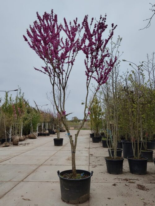 Chinese Judasboom | Halfstam