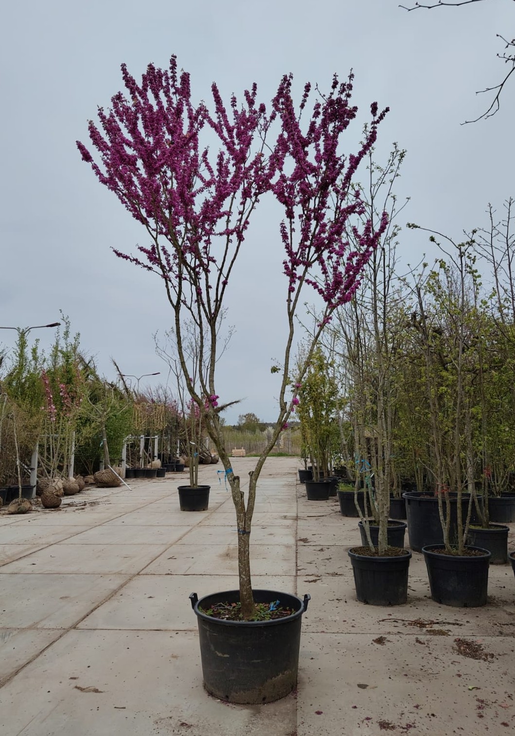 Chinese Judasboom | Halfstam