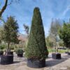 Taxus | Pyramide