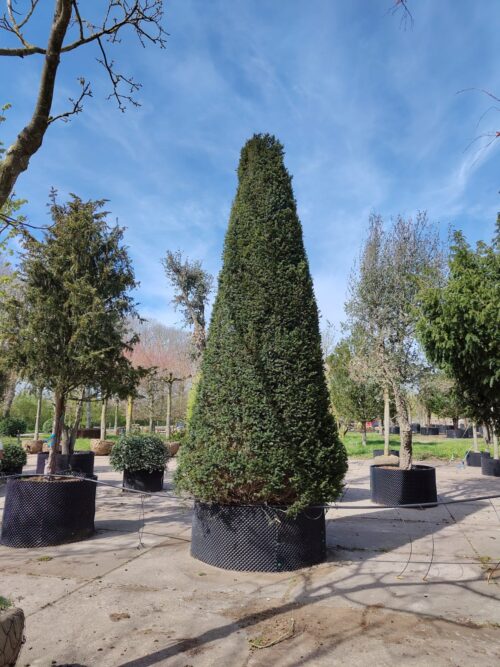 Taxus | Pyramide