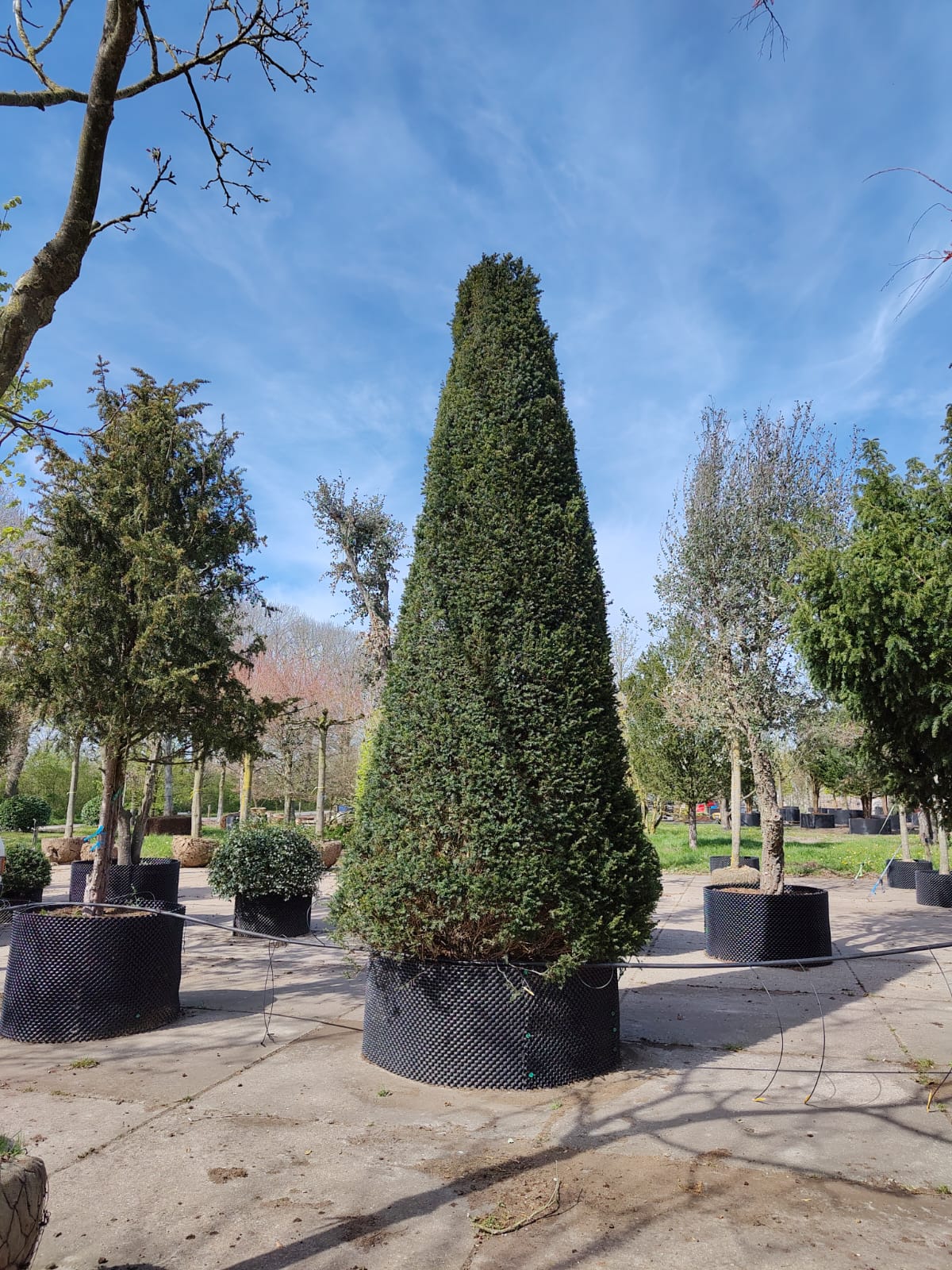 Taxus | Pyramide