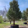 Taxus | Halfstam Solitair