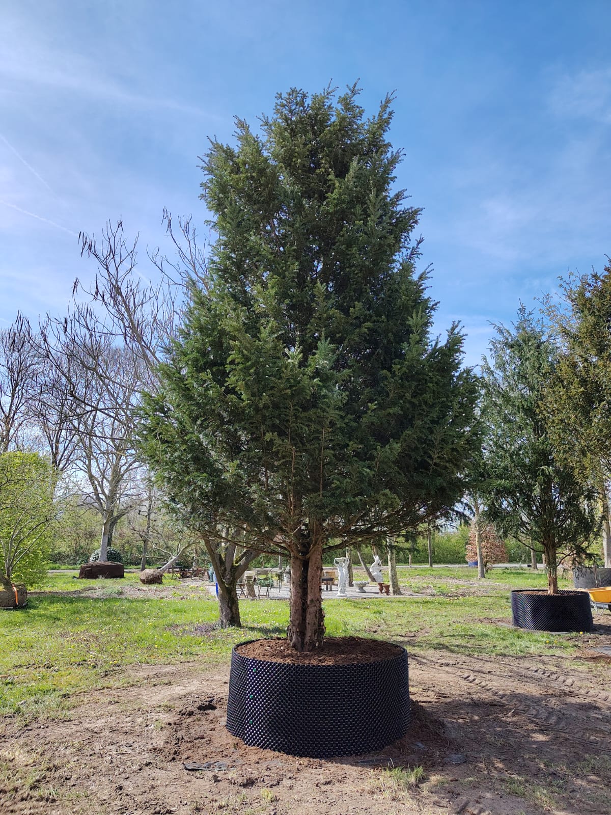 Taxus | Halfstam Solitair
