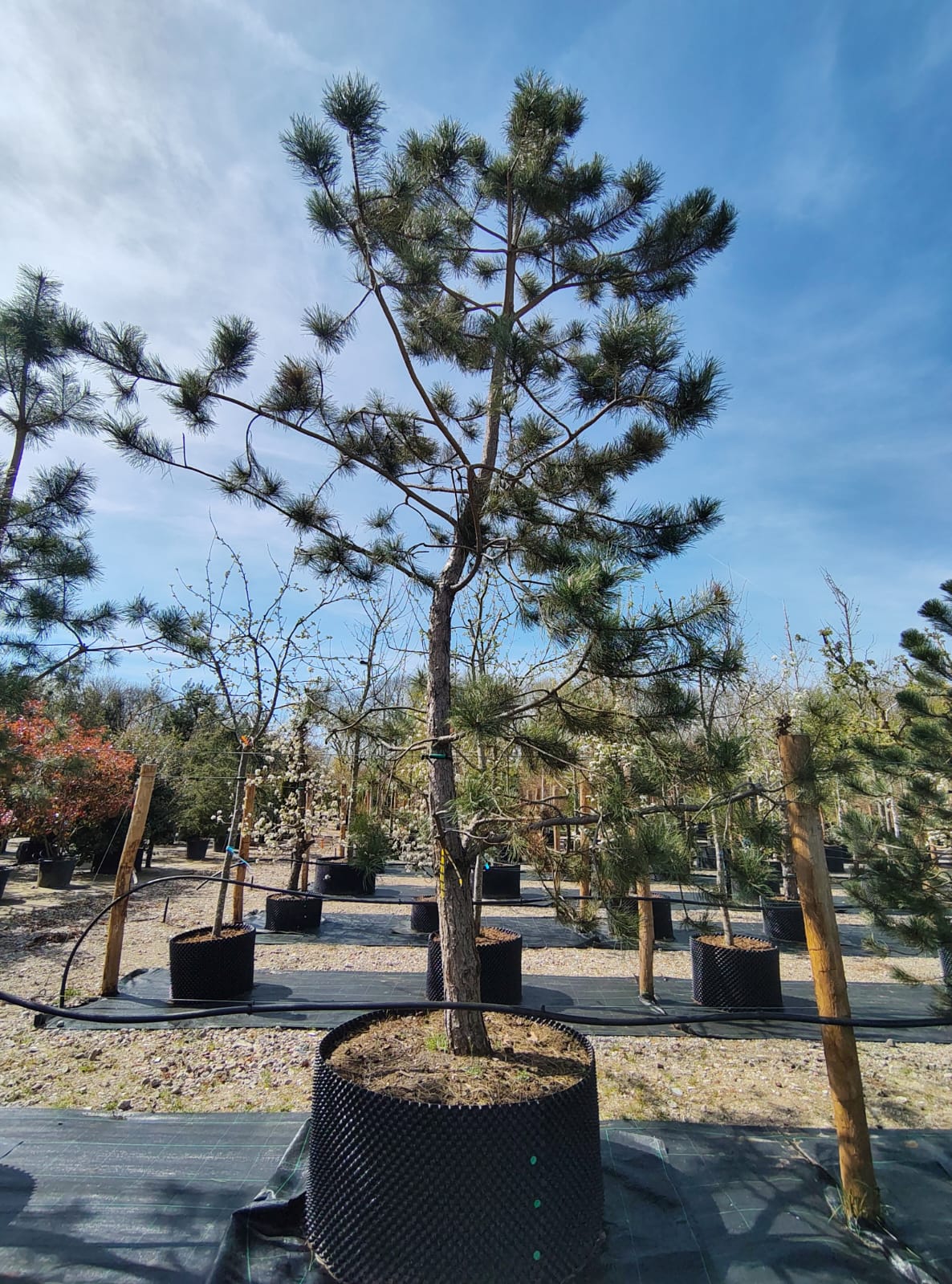 Zwarte den | Karakterboom