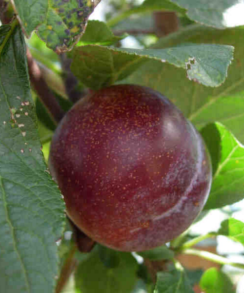 Pruimenboom 'Victoria' | Hoogstam