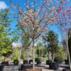 Japanse sierkers 'Pink perfection' | Hoogstam