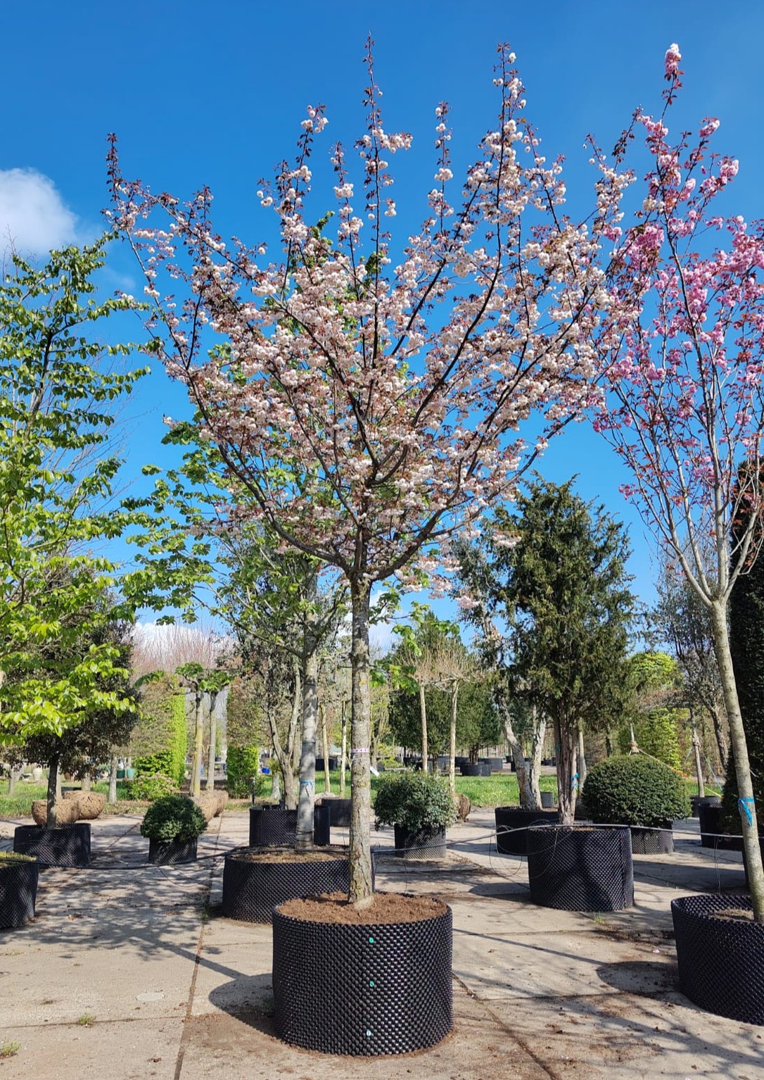 Japanse sierkers 'Pink perfection' | Hoogstam