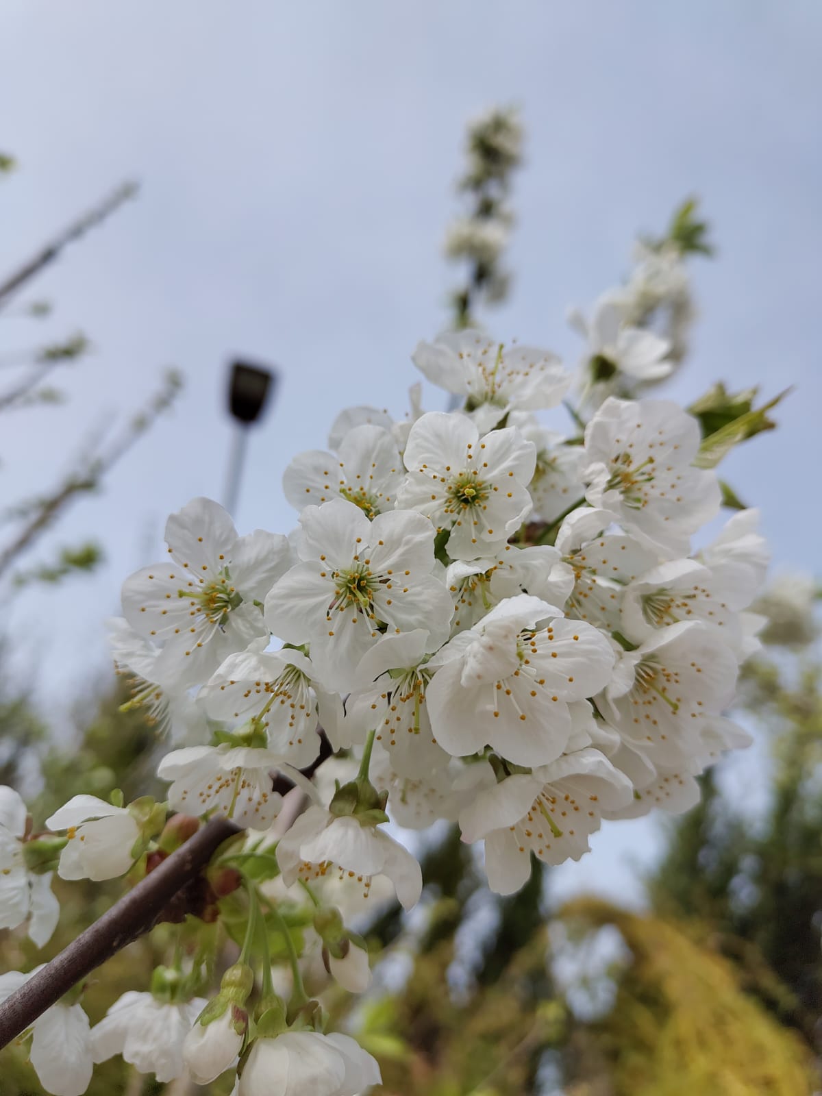 Kersenboom 'Kordia' | Halfstam