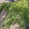 Westelijke hemlockspar | Laagstam