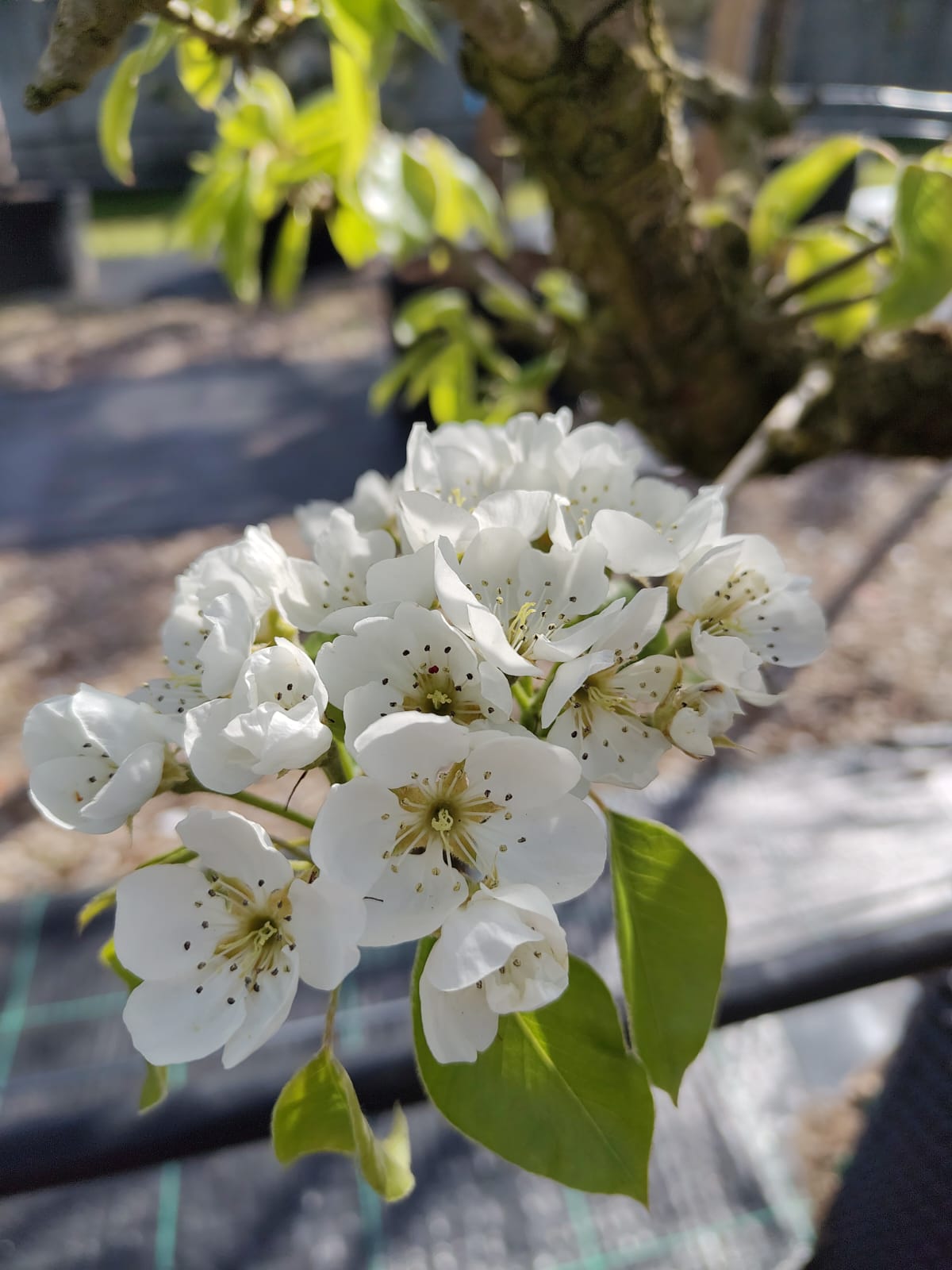 Perenboom Triomphe de Vienne | Laagstam