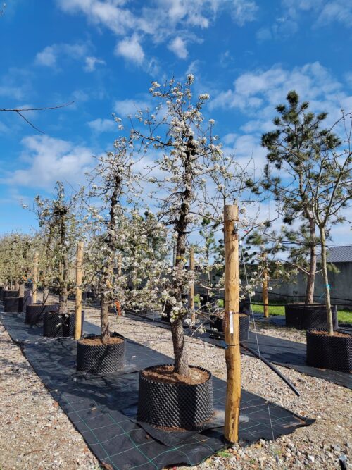 Perenboom Beurré Alexander Lucas | Laagstam