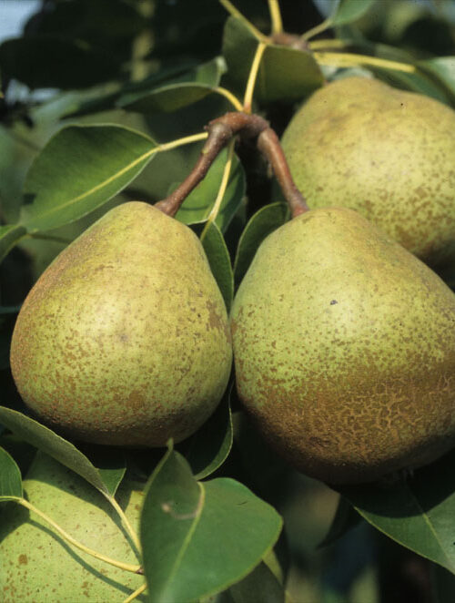 Perenboom 'Gieser wildeman' | Hoogstam