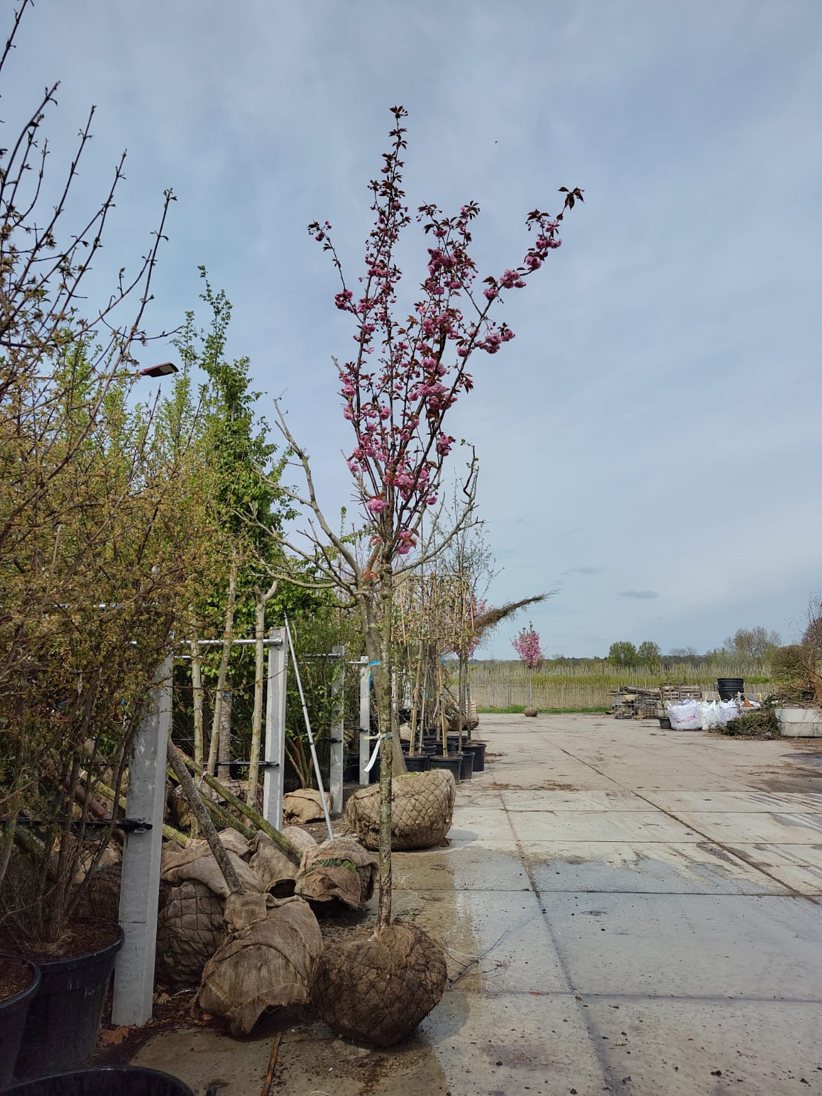 Japanse sierkers 'Kanzan' | Hoogstam