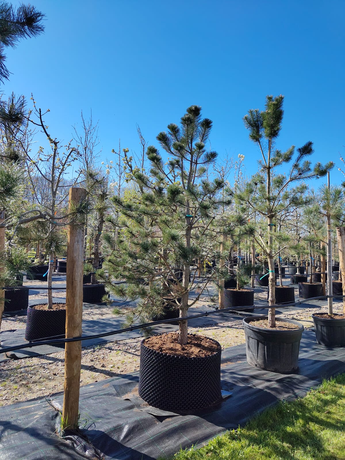 Zwarte den | Laagstam