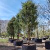 Taxus | Halfstam Solitair