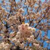 Japanse sierkers 'Pink perfection' | Hoogstam
