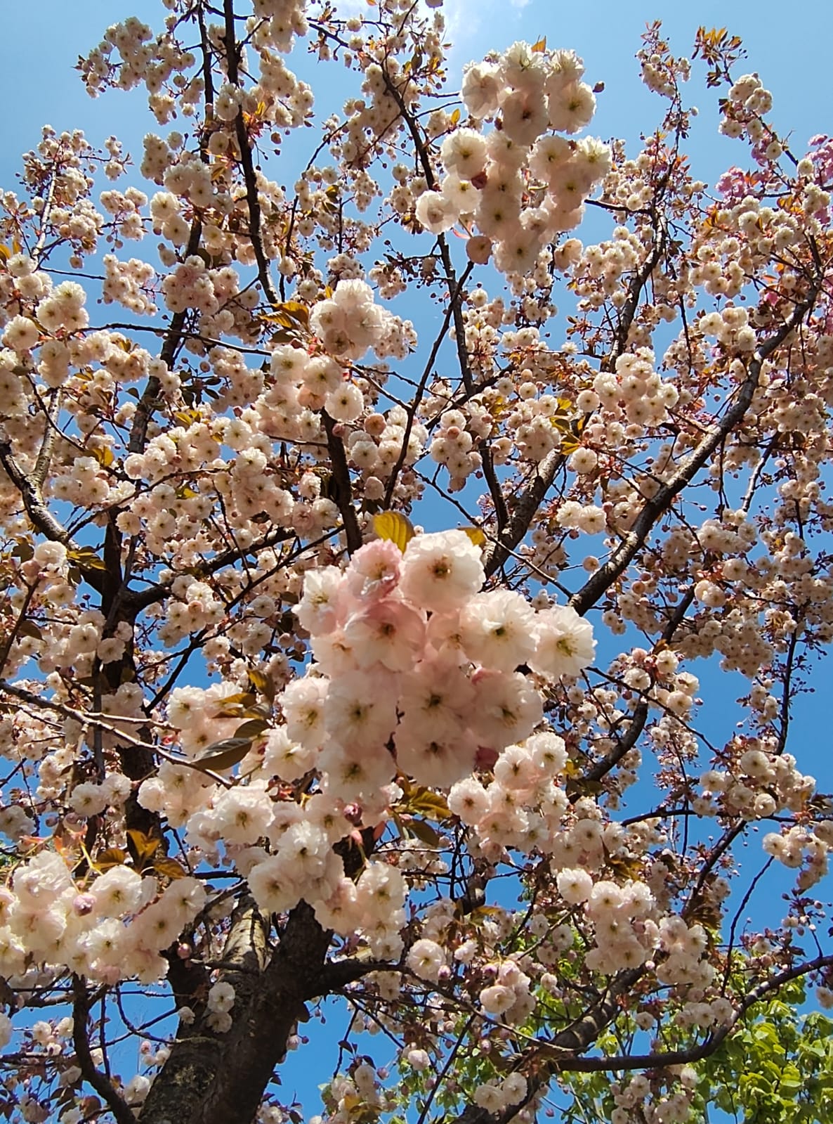 Japanse sierkers 'Pink perfection' | Hoogstam