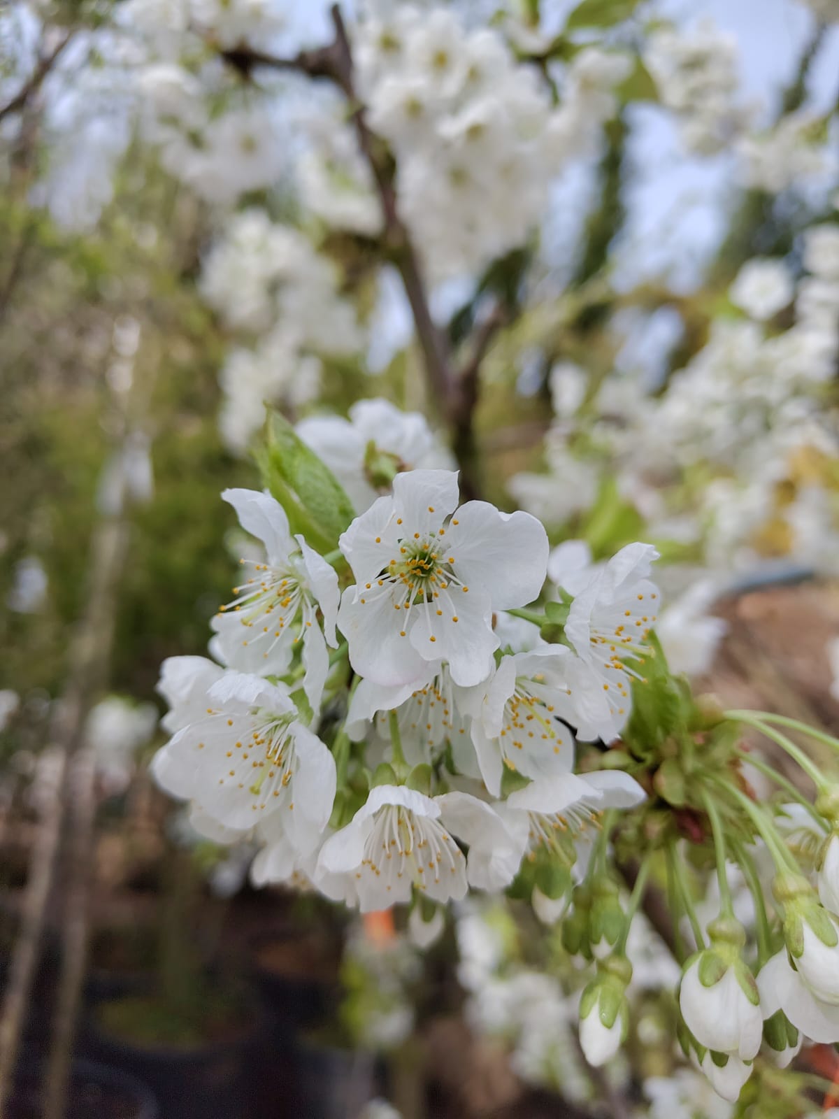 Kersenboom 'Kordia' | Halfstam