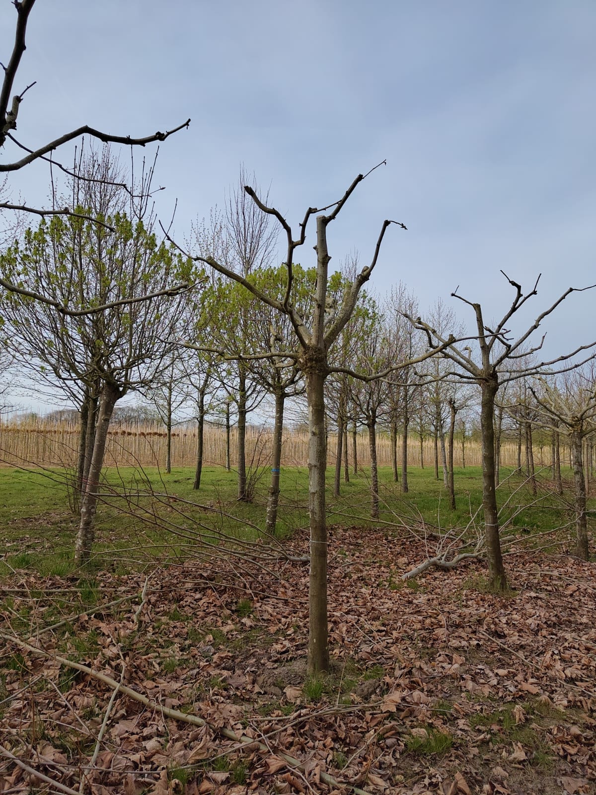 Plataan | Dakvorm karakterboom