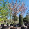 Japanse sierkers 'Pink perfection' | Hoogstam