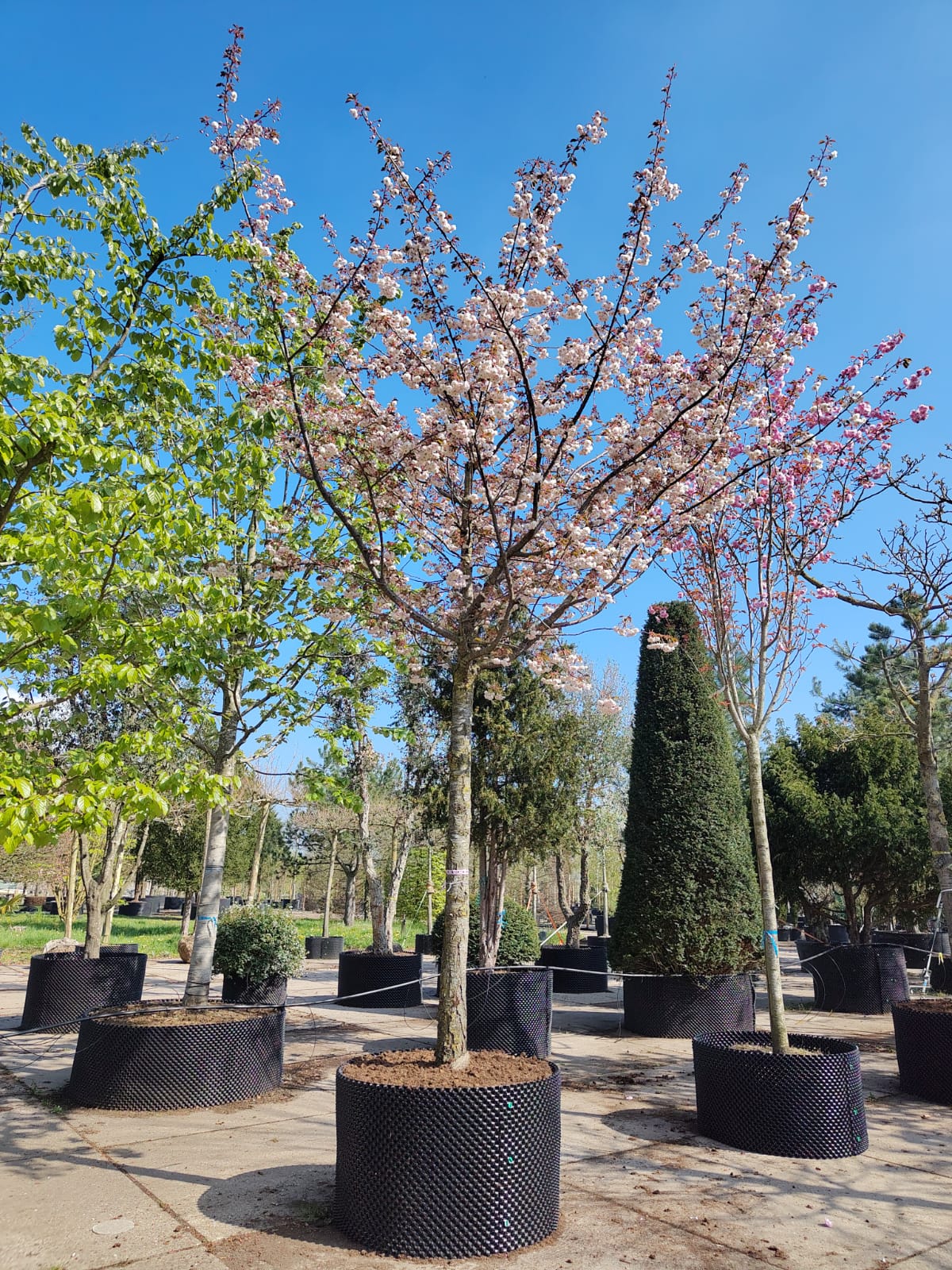 Japanse sierkers 'Pink perfection' | Hoogstam