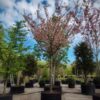 Japanse sierkers 'Pink perfection' | Hoogstam