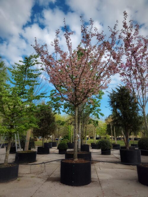 Japanse sierkers 'Pink perfection' | Hoogstam