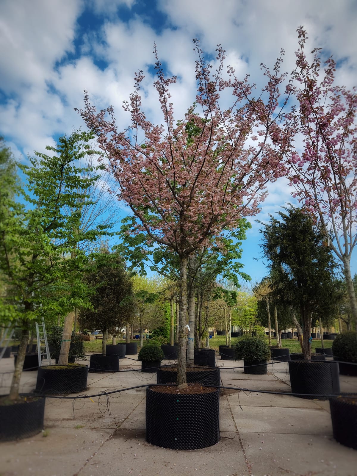 Japanse sierkers 'Pink perfection' | Hoogstam