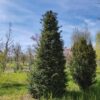 Taxus | Pyramide