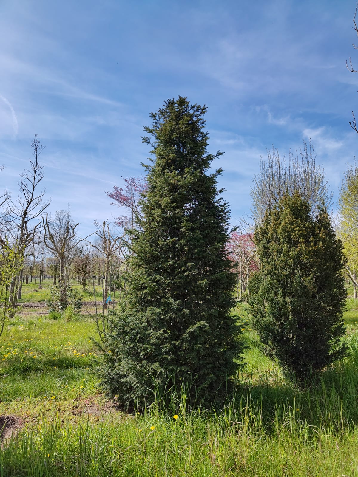 Taxus | Pyramide