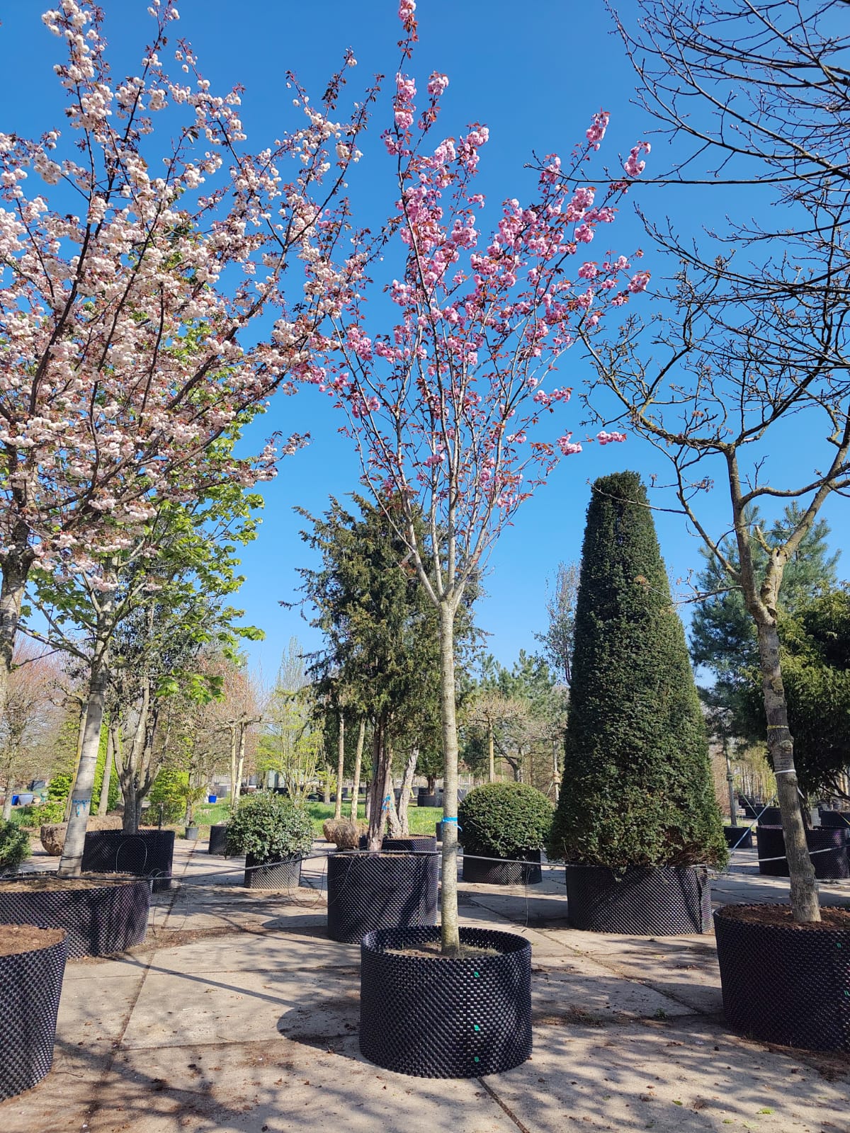 Japanse sierkers 'Kanzan' | Hoogstam