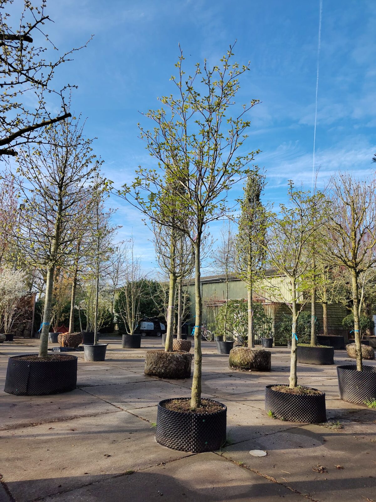 Reuzenkornoelje | Hoogstam