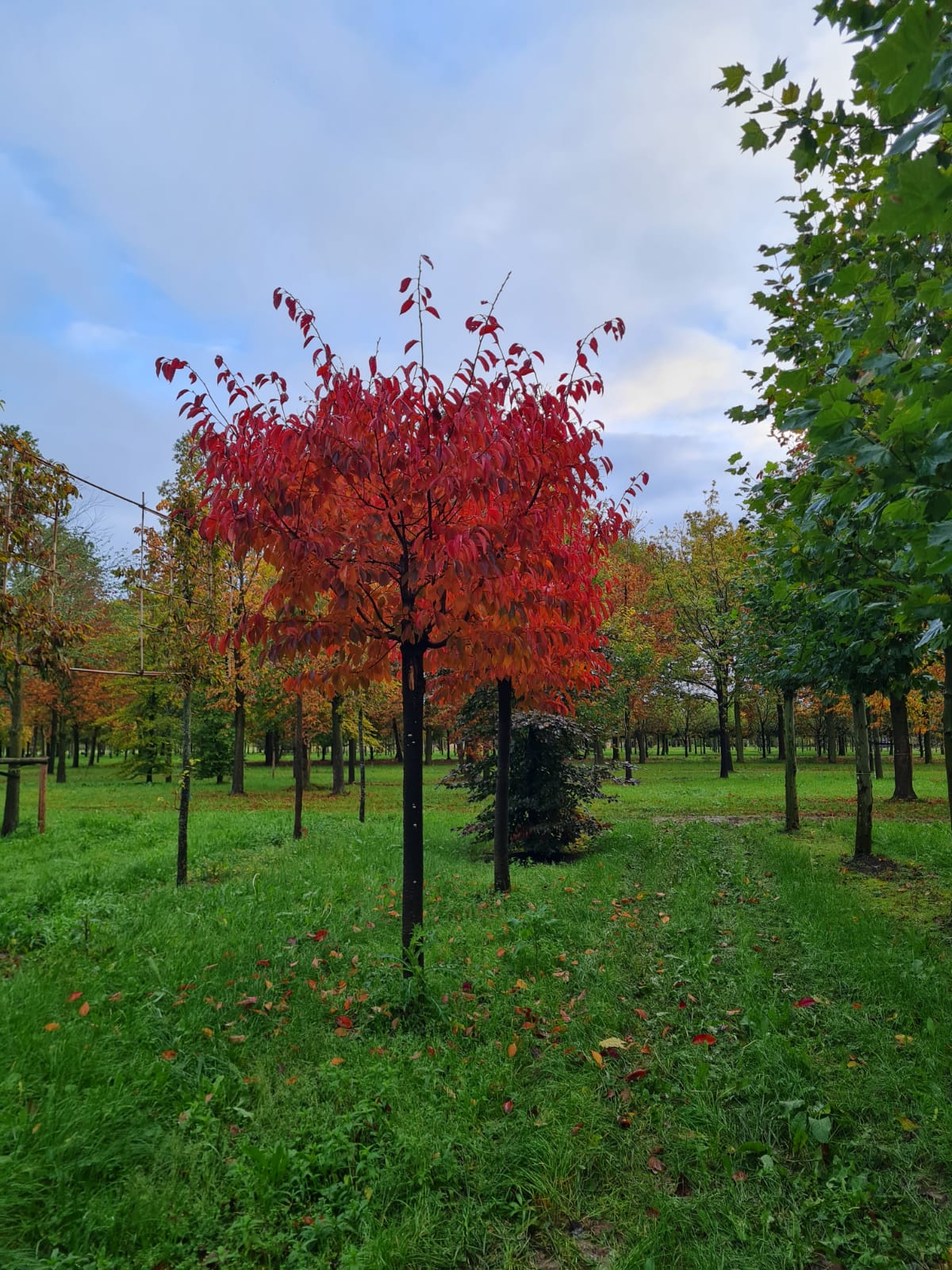 Japanse sierkers 'Sargent' | Op stam