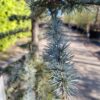 Blauwe Libanonceder | Laagstam
