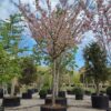 Japanse sierkers 'Pink perfection' | Hoogstam