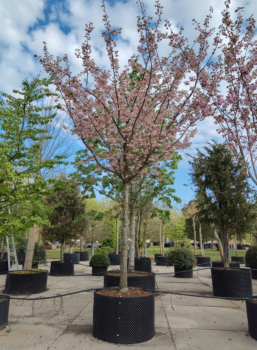 Japanse sierkers 'Pink perfection' | Hoogstam