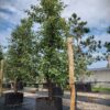 Perenboom Beurré Alexander Lucas | Laagstam