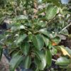 Perenboom Triomphe de Vienne | Laagstam