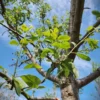 Pruimenboom 'Opal' | Hoogstam