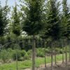 Haagbeuk | Hoogstam (voldod)