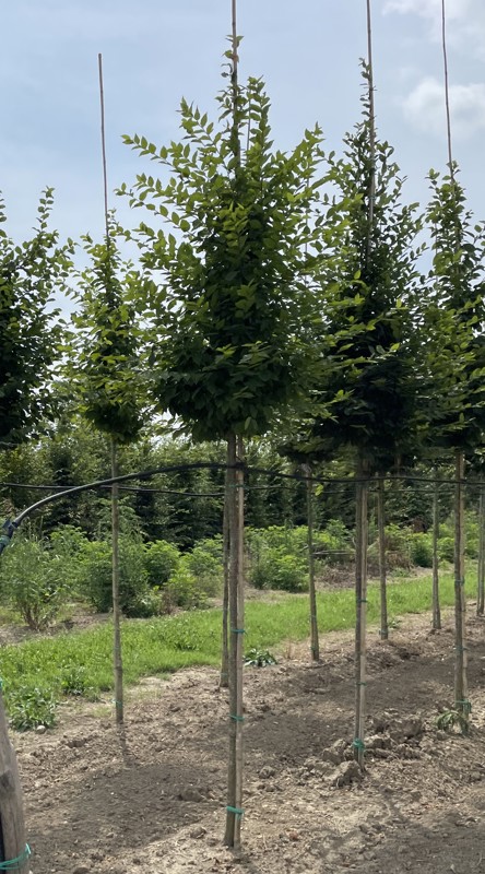 Haagbeuk | Hoogstam (voldod)
