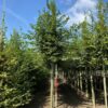 Haagbeuk | Hoogstam (voldod)