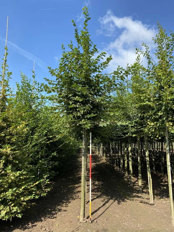 Haagbeuk | Hoogstam (voldod)