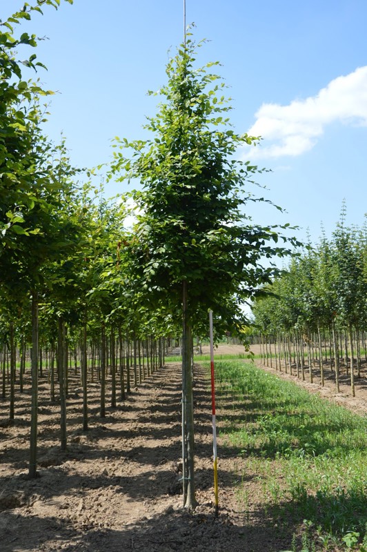 Haagbeuk | Hoogstam (voldod)