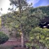 Perenboom 'Conference' | Halfstam