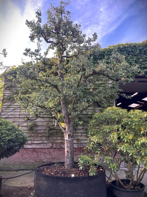 Perenboom 'Conference' | Halfstam