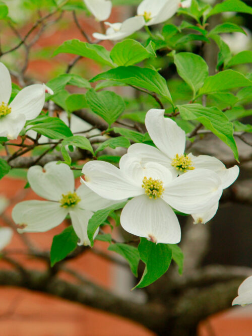 Gele kornoelje | Hoogstam