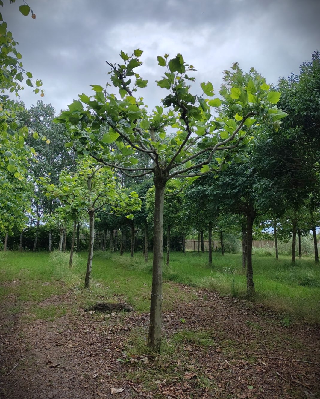 Plataan | Grillige dakvorm