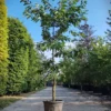 Kersenboom 'Kordia' | Halfstam