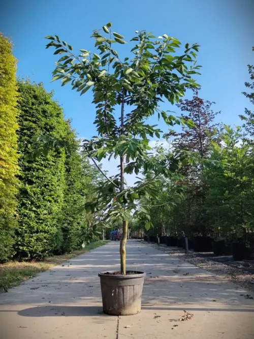 Kersenboom 'Kordia' | Halfstam